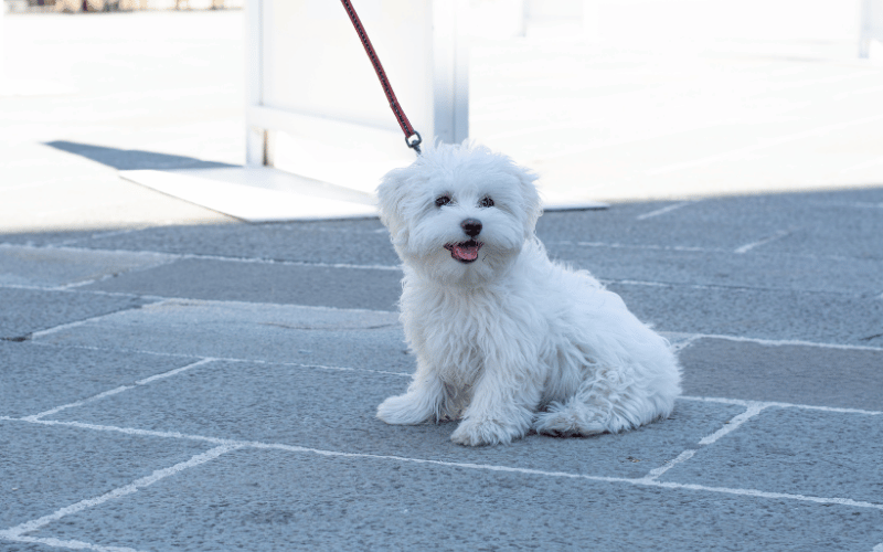 Maltese dog being groomed in a pet salon, with a grooming brush in focus, emphasizing pet care and comfort.