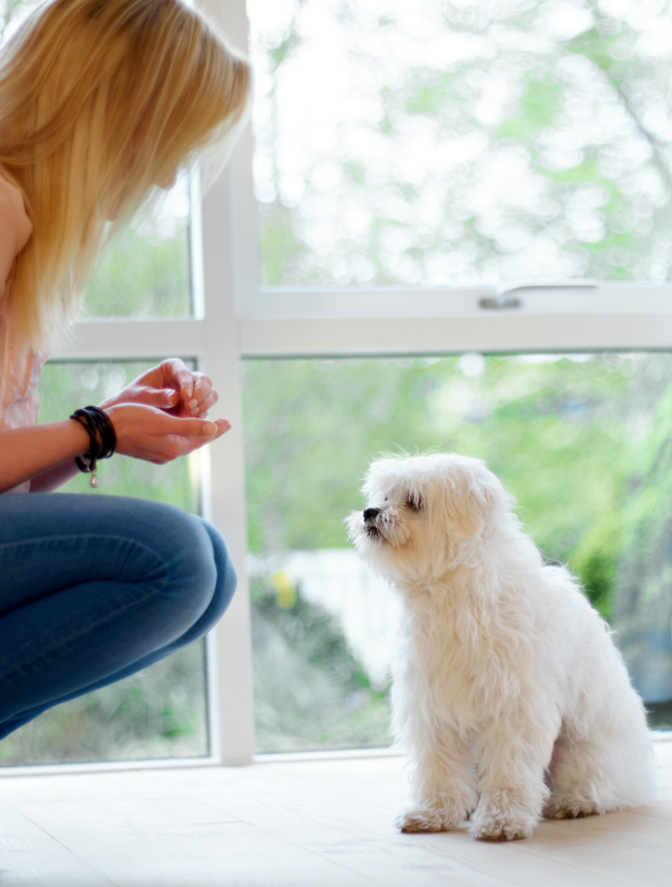 Woman gently interacting with Maltese puppy, offering a treat in a bright, comfortable indoor setting, emphasizing positive reinforcement and nurturing behavior for puppy care.
