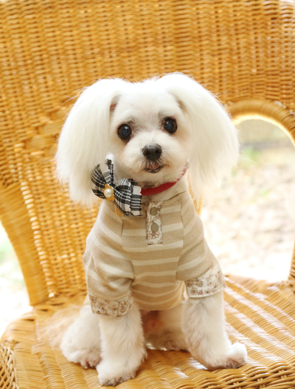 Maltese dog wearing a stylish outfit with a bow tie, sitting on a wicker chair, showcasing the importance of grooming for coat maintenance and overall well-being.