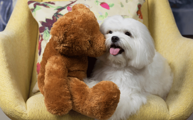 Maltese dog sitting on a yellow chair, interacting playfully with a brown teddy bear, surrounded by a colorful floral pillow, emphasizing comfort and companionship in a calm environment.