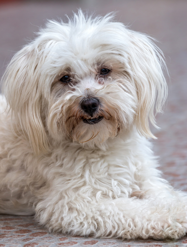 Maltese dog being held upright by a person in a natural outdoor setting, emphasizing the importance of joint health and mobility care for Maltese dogs.