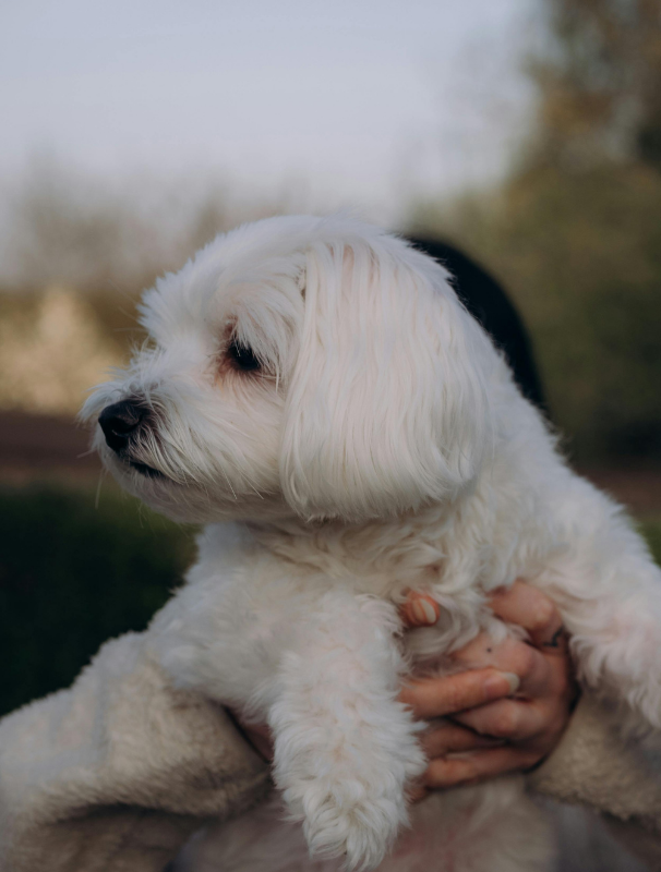 Maltese dog being held upright by a person in a natural outdoor setting, emphasizing the importance of joint health and mobility care for Maltese dogs.