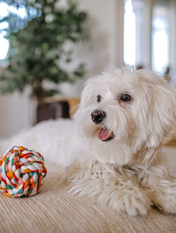 Maltese dog being held upright by a person in a natural outdoor setting, emphasizing the importance of joint health and mobility care for Maltese dogs.