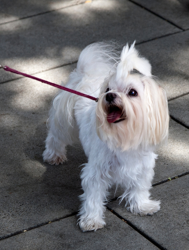 Woman sitting on steps holding a Maltese dog, surrounded by bicycles, highlighting the bond between pet and owner in a casual outdoor setting.
