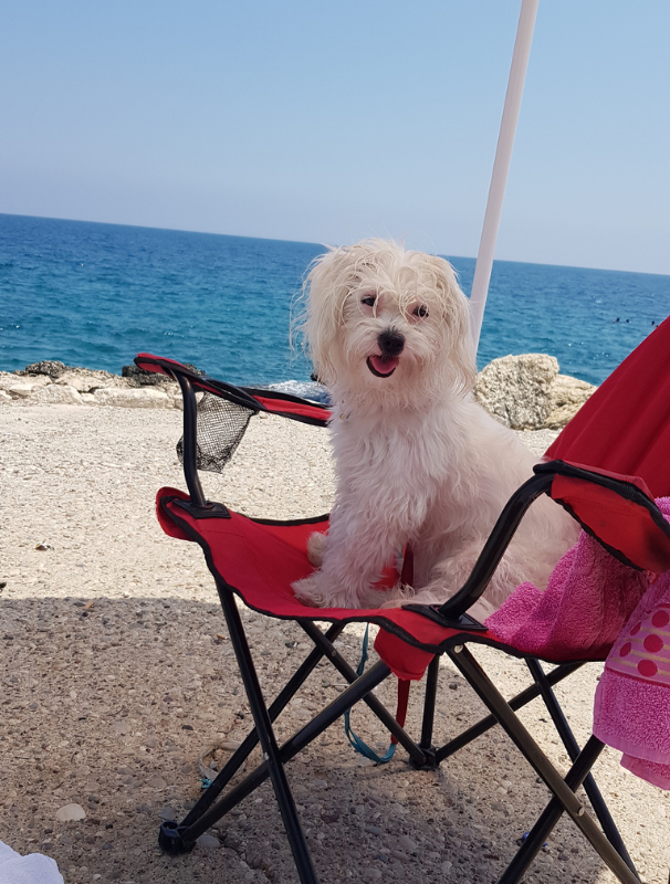 Maltese dog sitting on a red chair by the seaside, showcasing a relaxed demeanor, emphasizing the importance of leisure and health awareness for Maltese breeds.