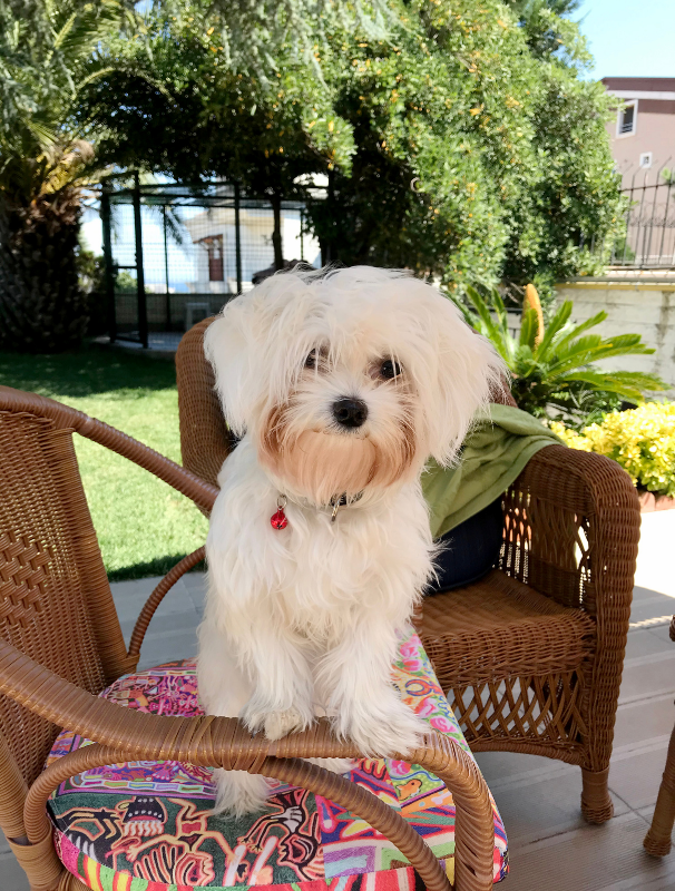 Maltese dog sitting calmly indoors, highlighting the importance of a secure environment for daily routines and wellbeing.