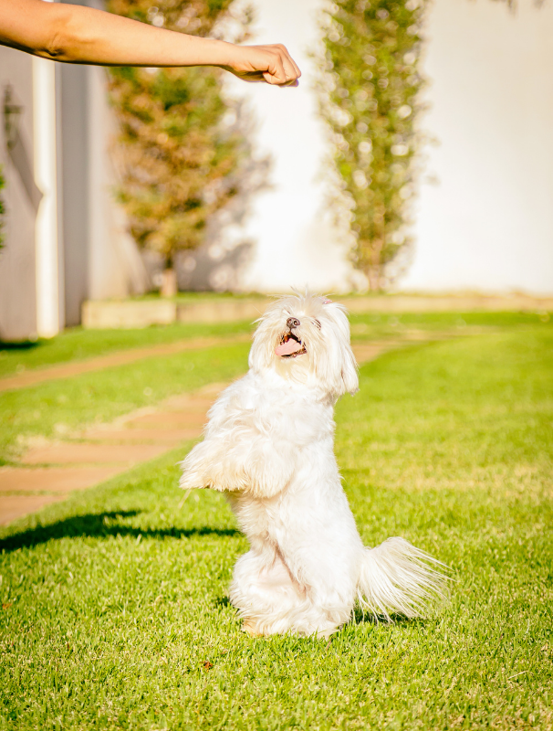 Maltese dog resting on a textured mat in a calm home environment, illustrating the importance of comfort and security for Maltese dogs.