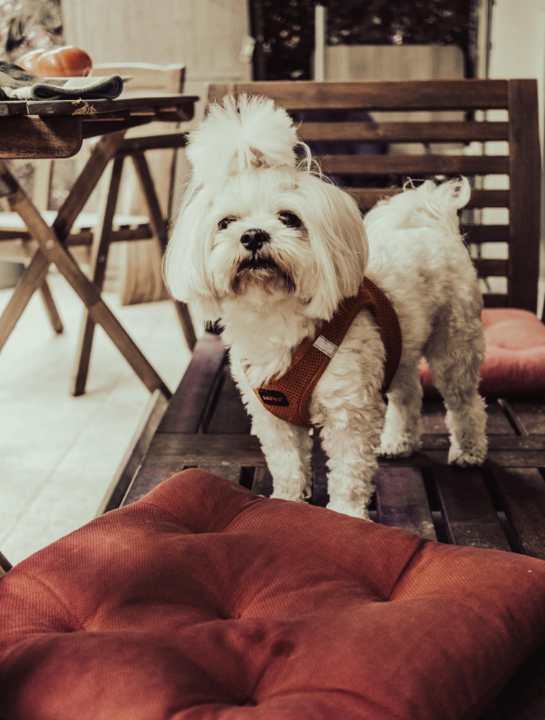Maltese dog sitting calmly indoors, highlighting the importance of a secure environment for daily routines and wellbeing.
