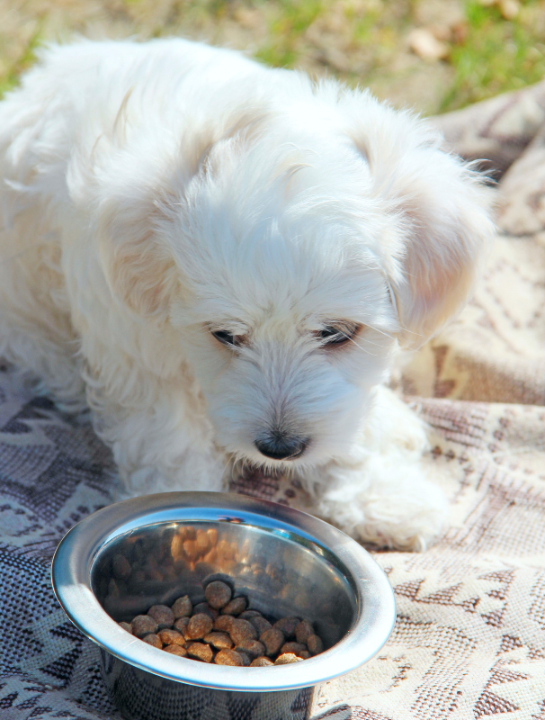 Hand holding a spoon with peanut butter above a jar, with a Maltese dog eagerly watching, illustrating a treat that can be part of a Maltese-specific feeding routine.