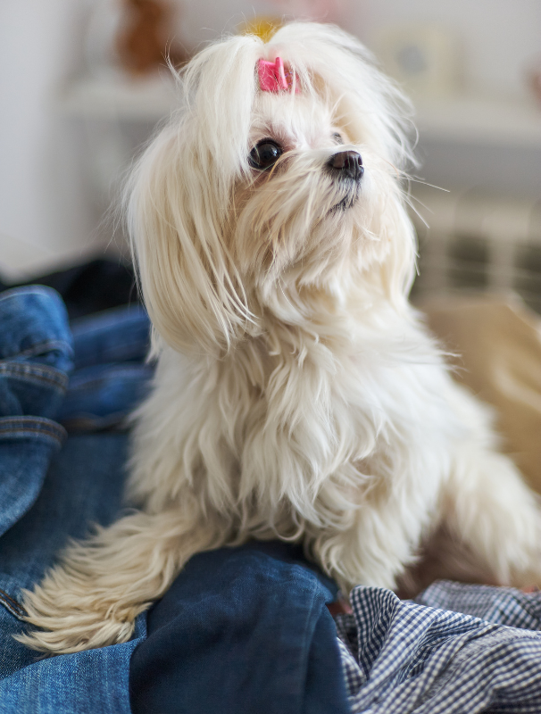 Maltese dog resting on a textured mat in a calm home environment, illustrating the importance of comfort and security for Maltese dogs.