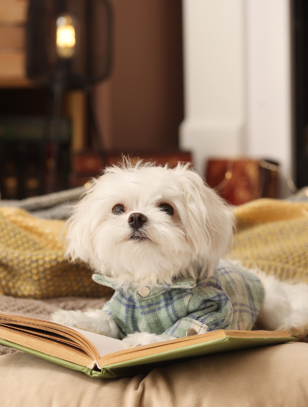 Maltese dog resting on a textured mat in a calm home environment, illustrating the importance of comfort and security for Maltese dogs.