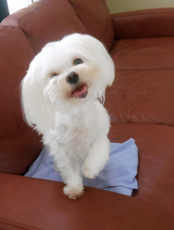 Maltese dog resting on a textured mat in a calm home environment, illustrating the importance of comfort and security for Maltese dogs.