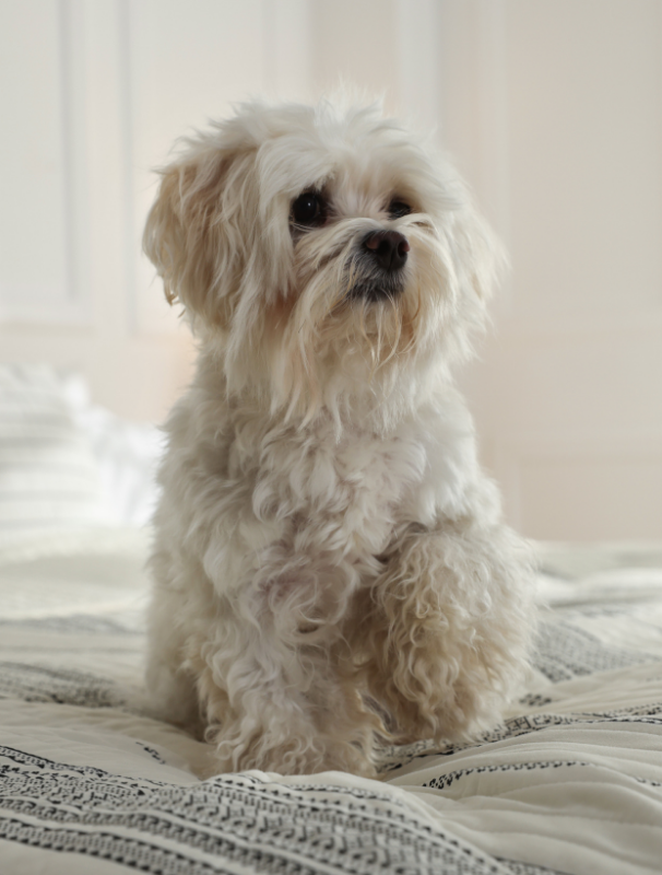 Maltese dog resting on a textured mat in a calm home environment, illustrating the importance of comfort and security for Maltese dogs.