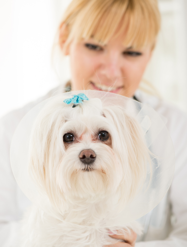 Maltese dog resting on a textured mat in a calm home environment, illustrating the importance of comfort and security for Maltese dogs.