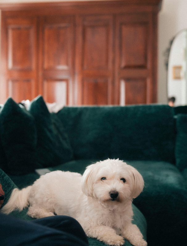 Maltese dog resting on a textured mat in a calm home environment, illustrating the importance of comfort and security for Maltese dogs.