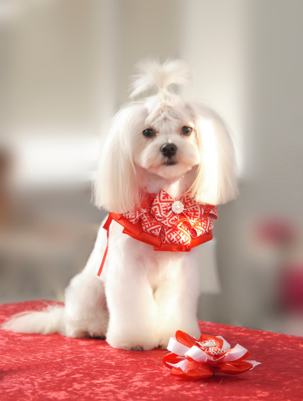 Maltese dog resting on a textured mat in a calm home environment, illustrating the importance of comfort and security for Maltese dogs.