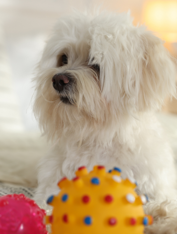 Maltese dog resting on a textured mat in a calm home environment, illustrating the importance of comfort and security for Maltese dogs.