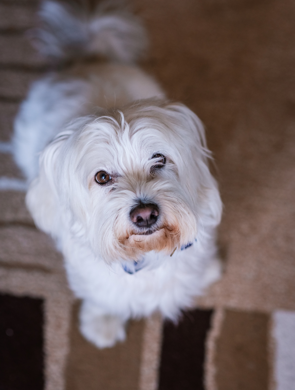 Maltese dog resting on a textured mat in a calm home environment, illustrating the importance of comfort and security for Maltese dogs.