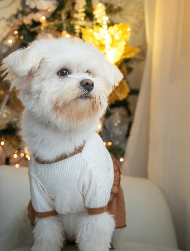 Maltese dog resting on a textured mat in a calm home environment, illustrating the importance of comfort and security for Maltese dogs.