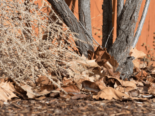 Leaf and limb cleanup in Norman