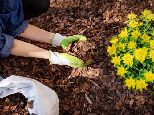Flower-bed cleanouts in Norman