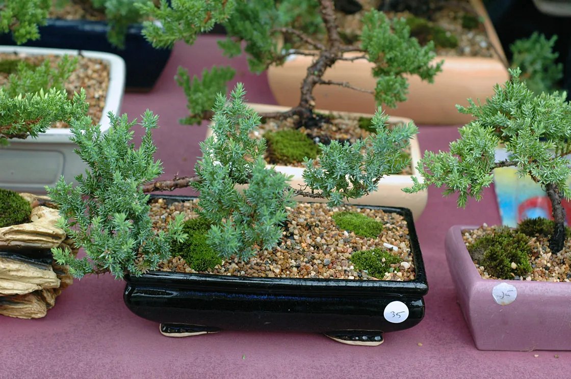 Small bonsai trees in low pots on a vendor’s table covered with a maroon cloth.