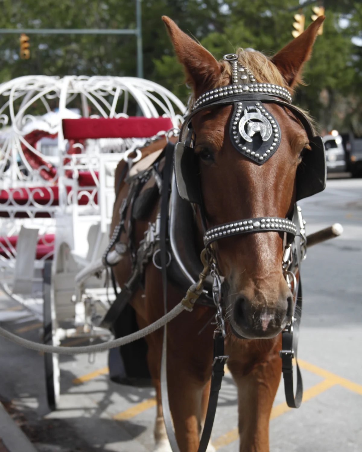 A brown carriage horse in a studded bridle stands beside a white wrought-iron carriage on a downtown street.