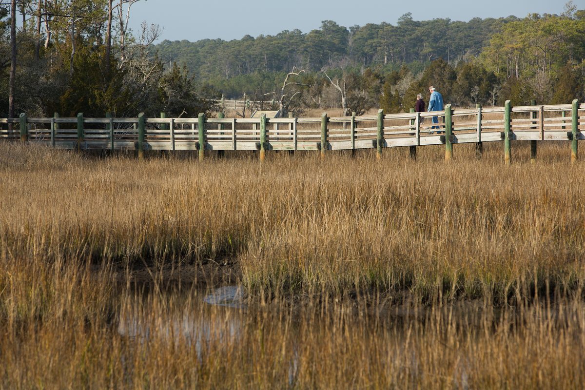 Golden marsh grass in the foreground and a wooden boardwalk crossing it, with pine forest beyond.