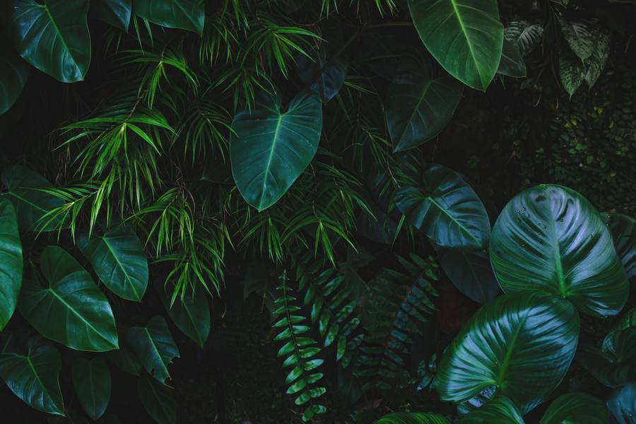 Jungle foliage
