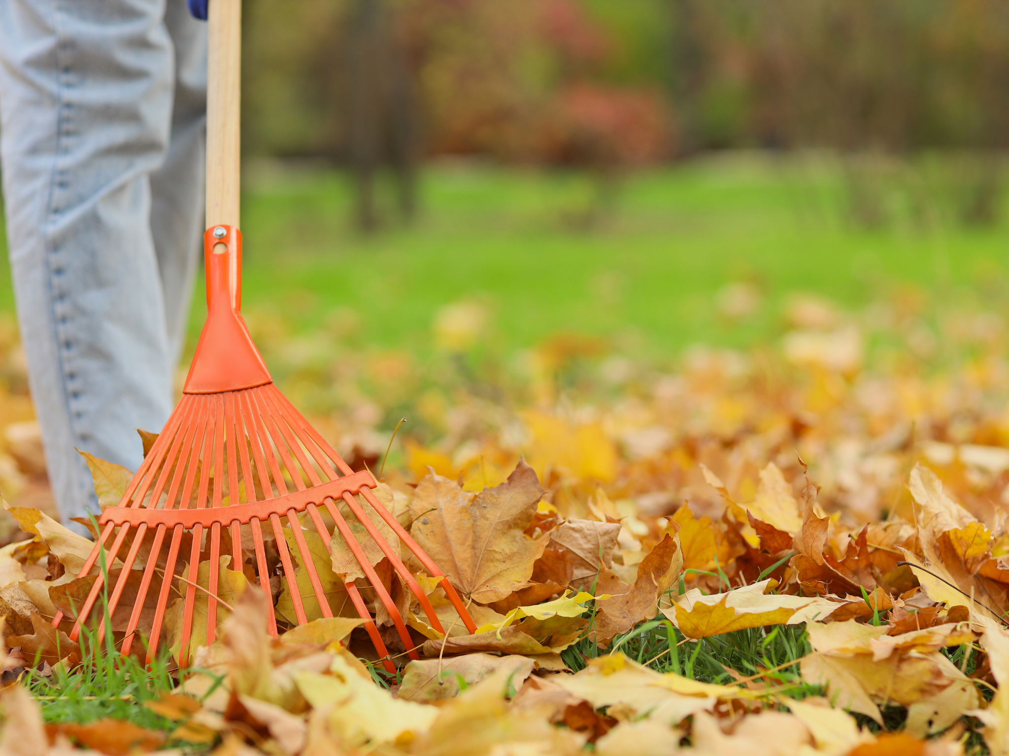 Seasonal Cleanup