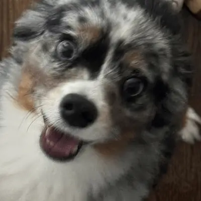 Burt the Disability Dog