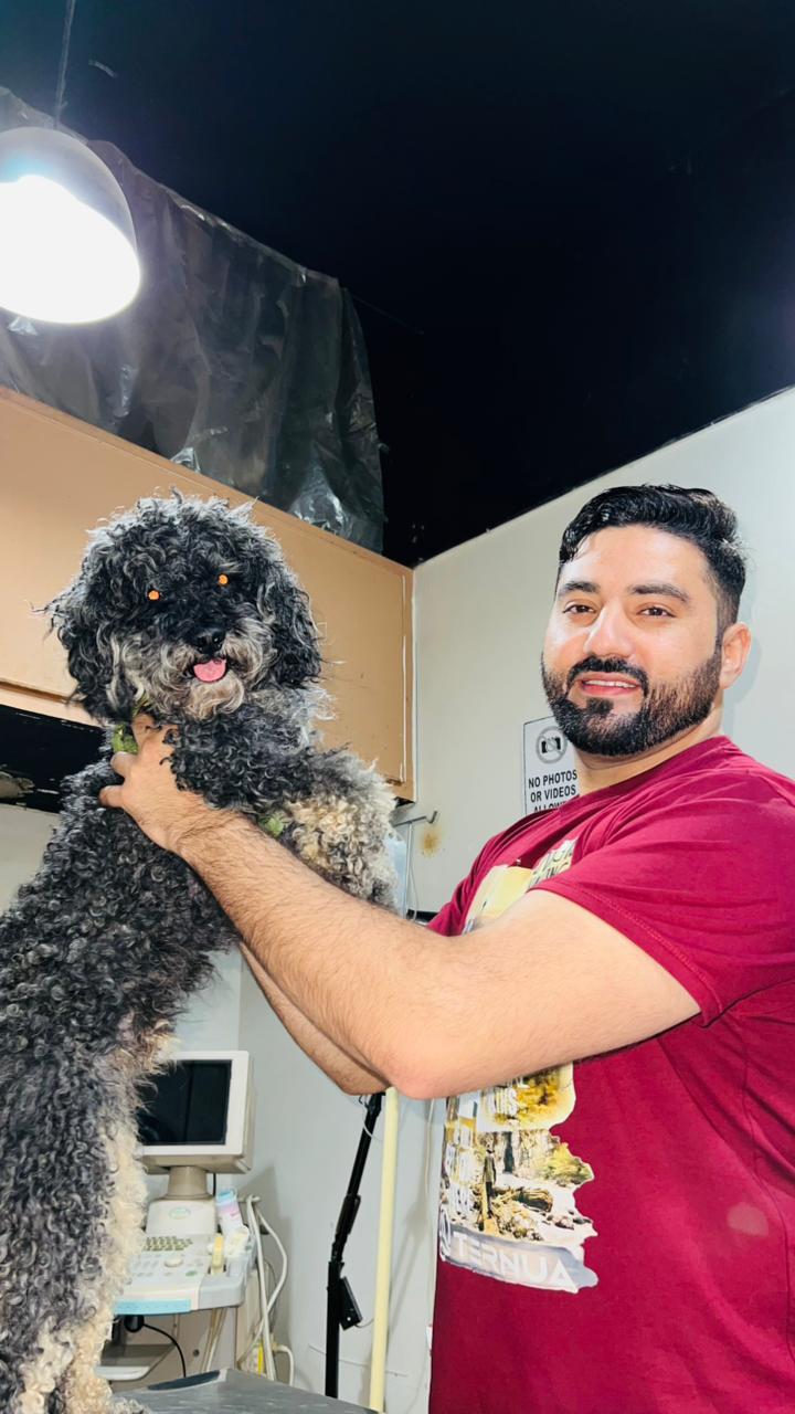 Pet Grooming