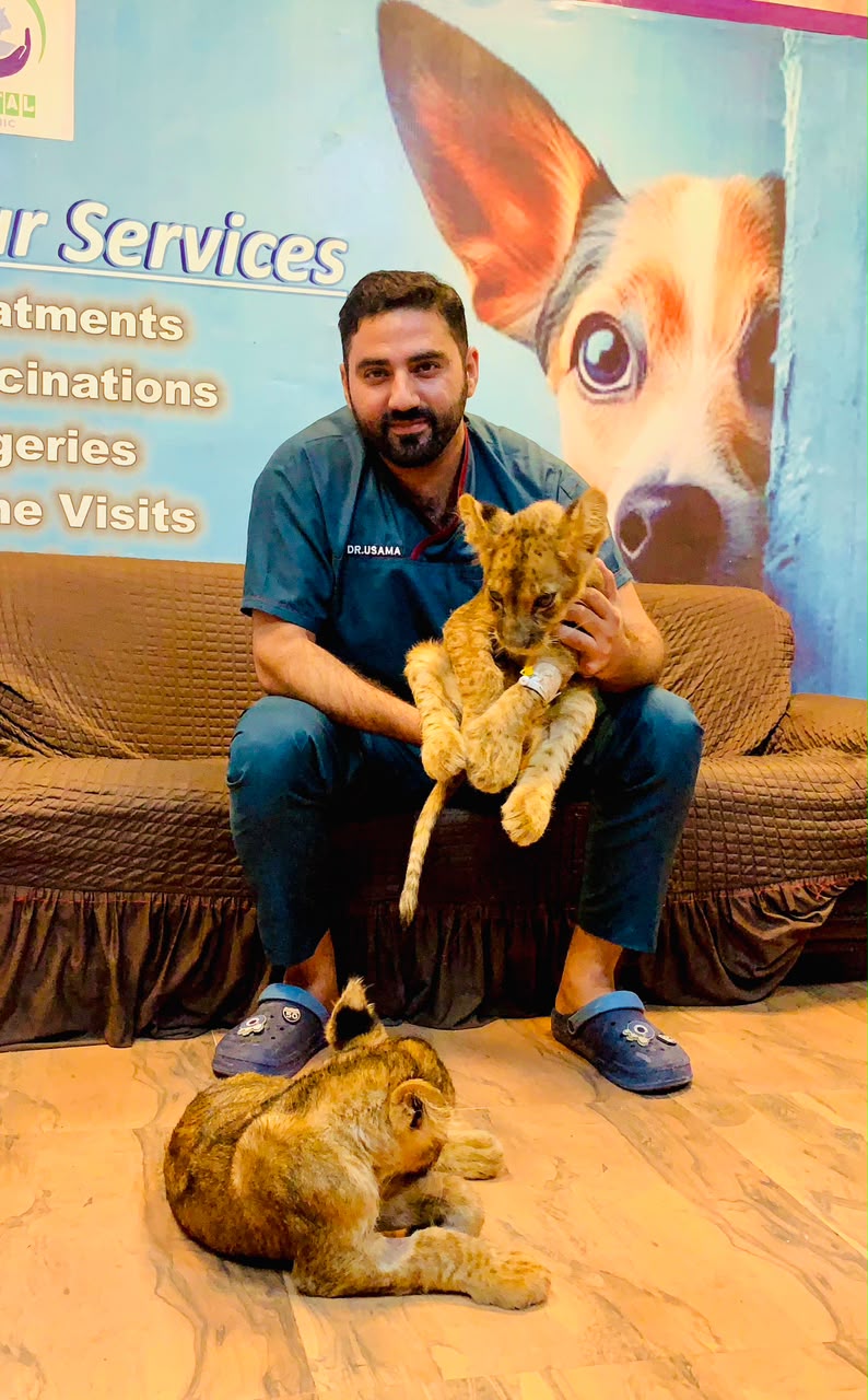 Cute rabbit patient Rawalpindi