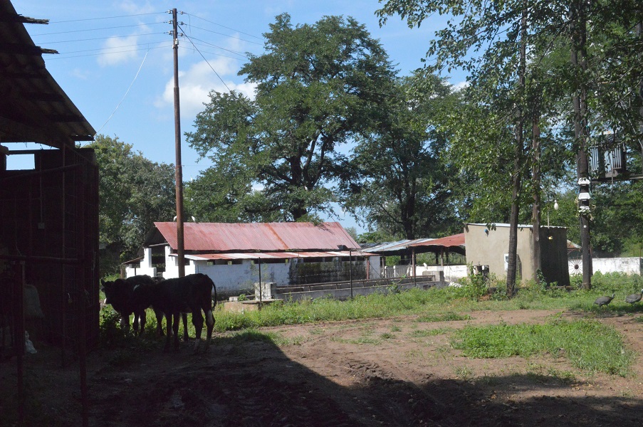 Zam