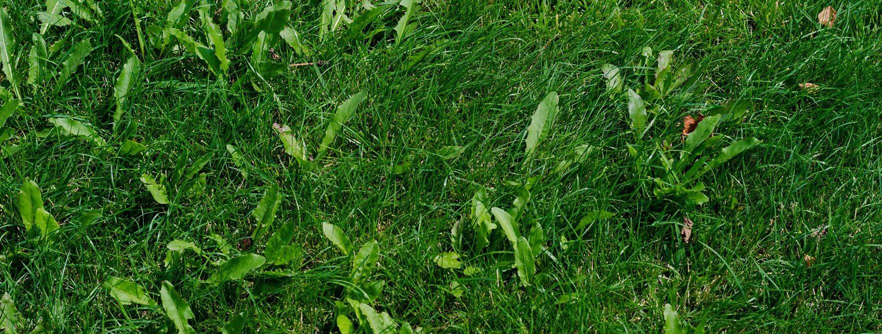 Weed Control Services | Desert Shield Pest Control - Tucson, AZ