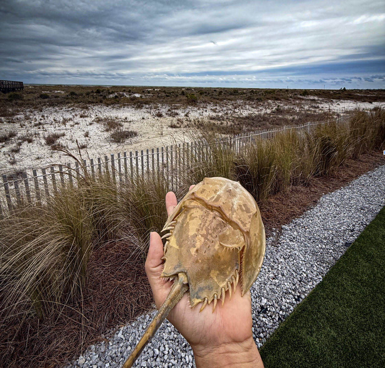 Destin Florida vs Mexico Beach Florida