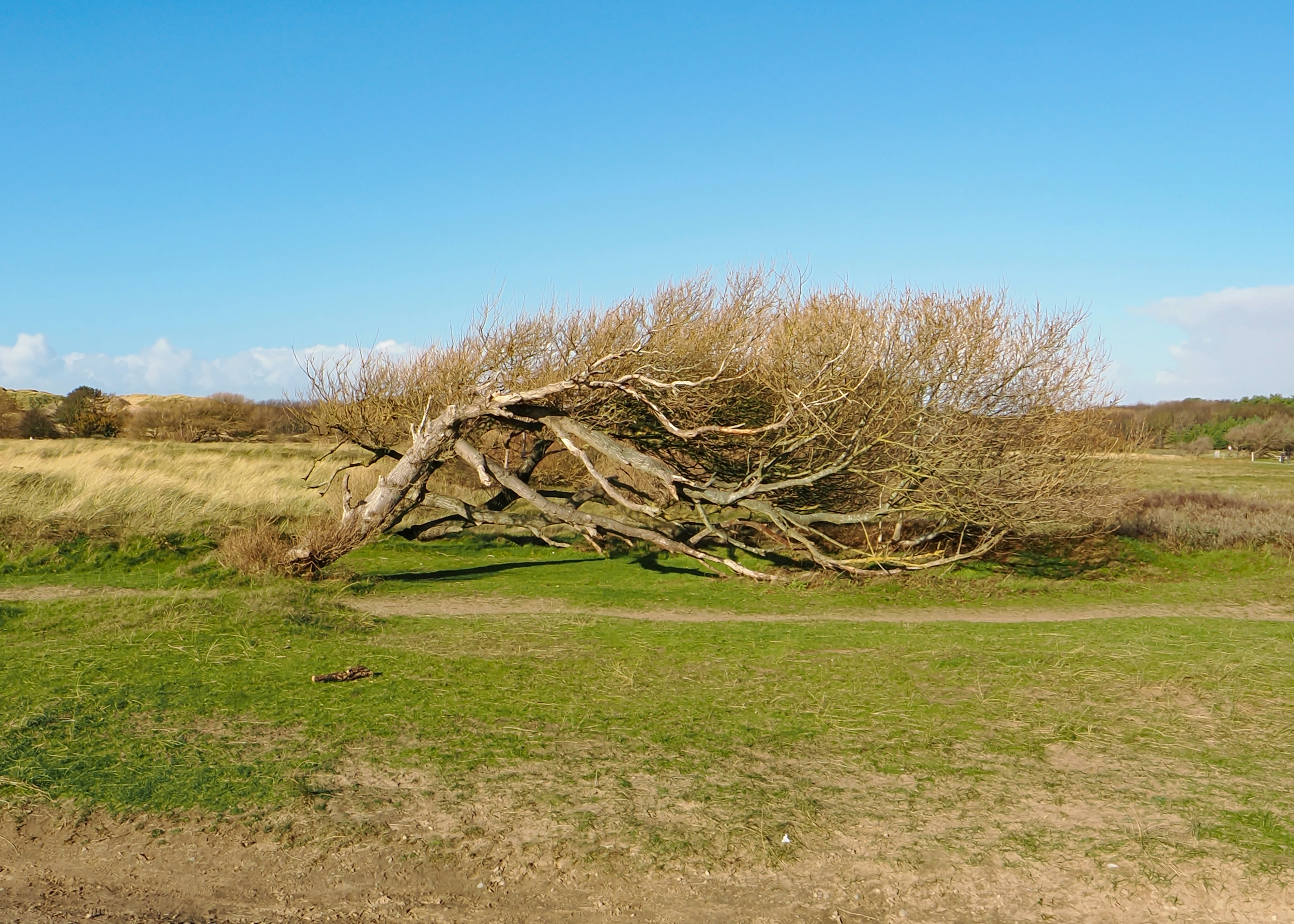 tree in harsh weather