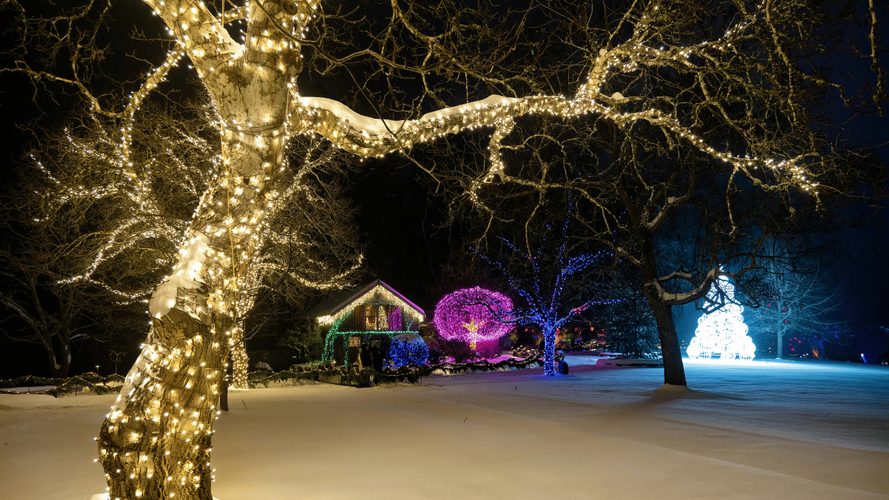 Greensboro Christmas lights