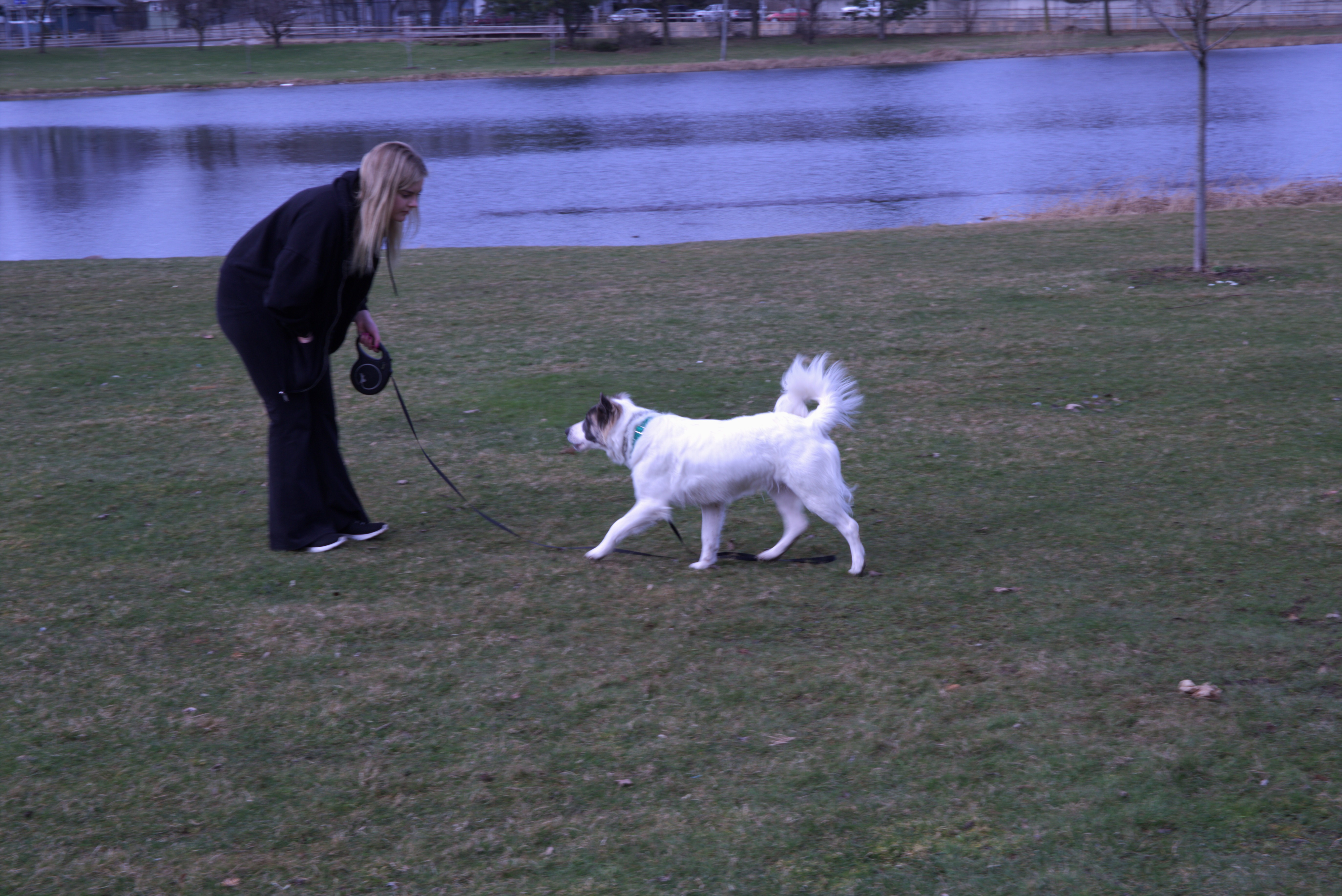 Board and Train real-world proofing Rochester NY K9 Obedience Academy