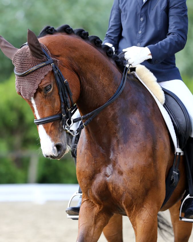 Improving horse riding