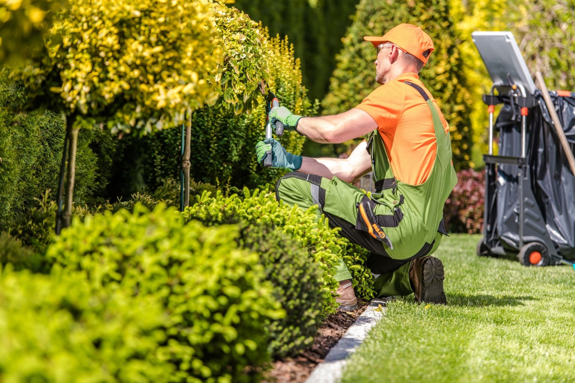 South Salt Lake Tree Pruning