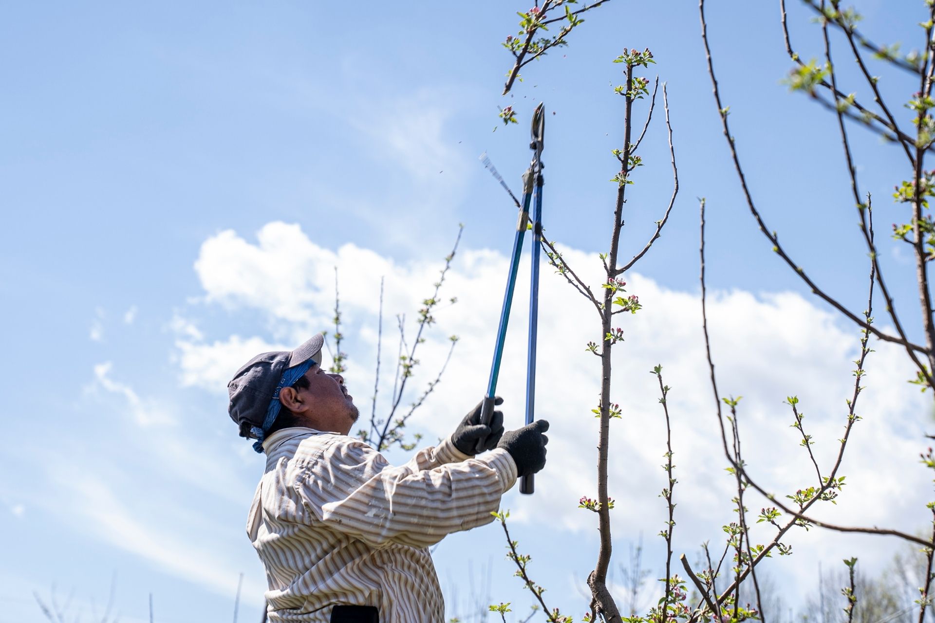 Millcreek Tree Pruning