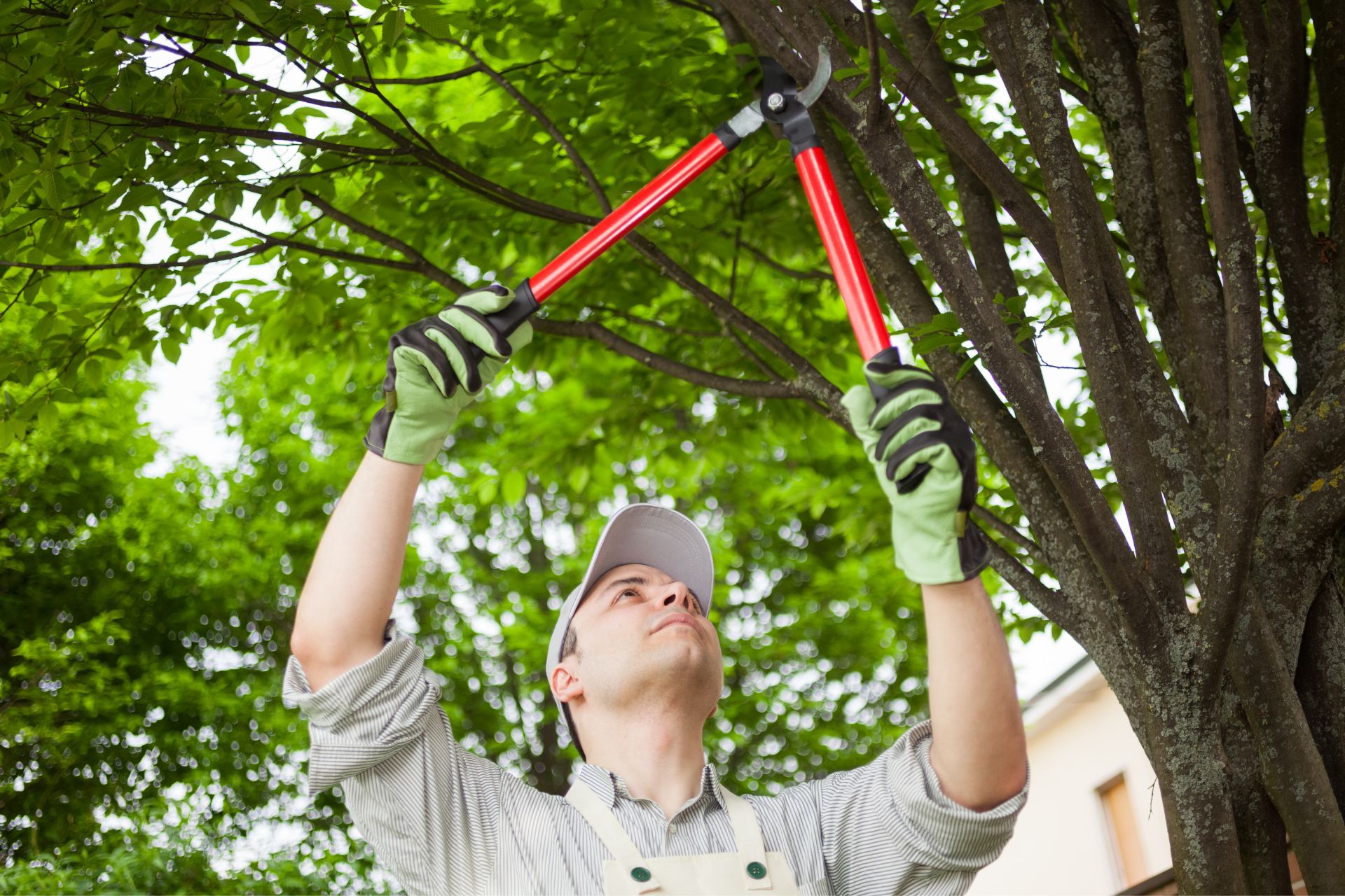 Salt Lake Tree Pruning