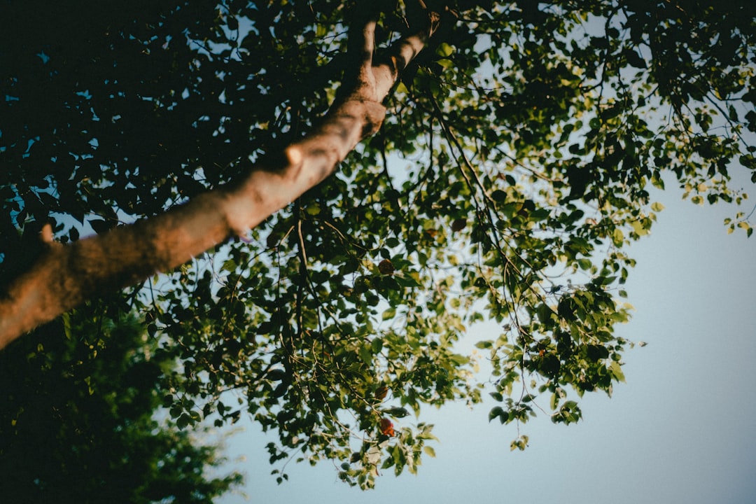 arborist near boise