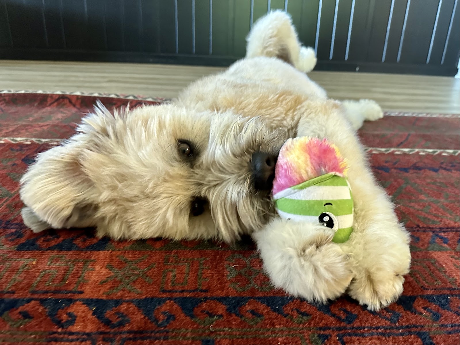 Happy Hound Pet Salon