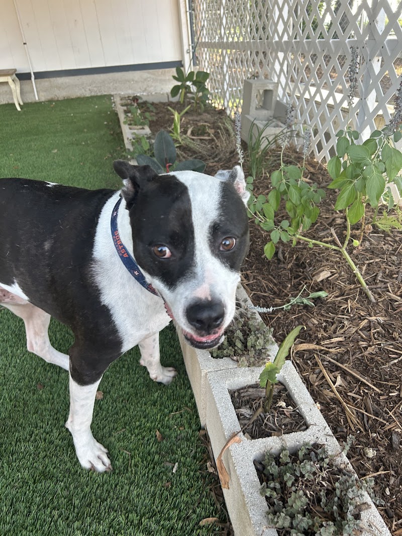 Dripping Springs Pet Ranch