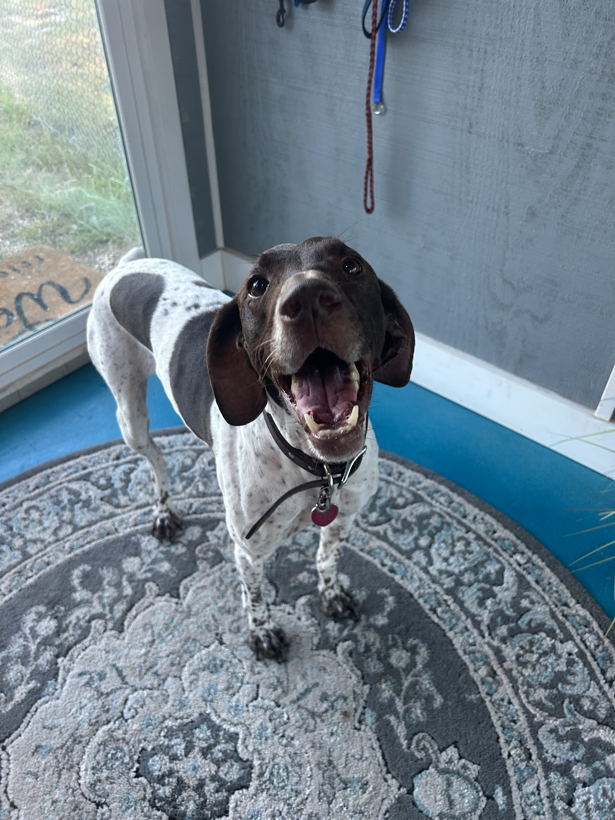 Dripping Springs Pet Ranch