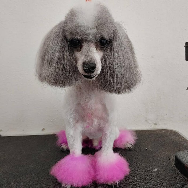 Contemporary Canine Dog Grooming