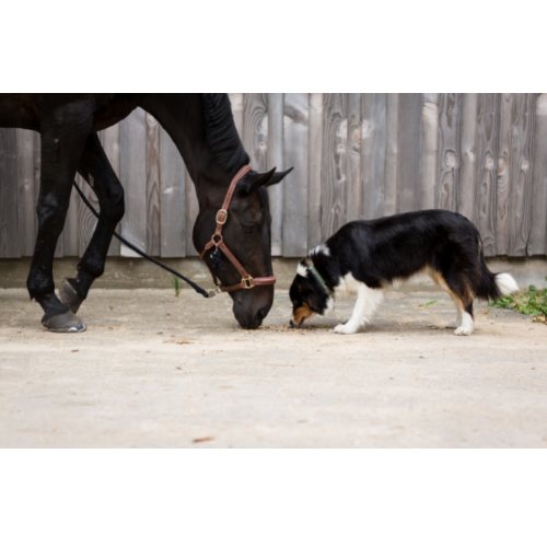 Fox Veterinary Services