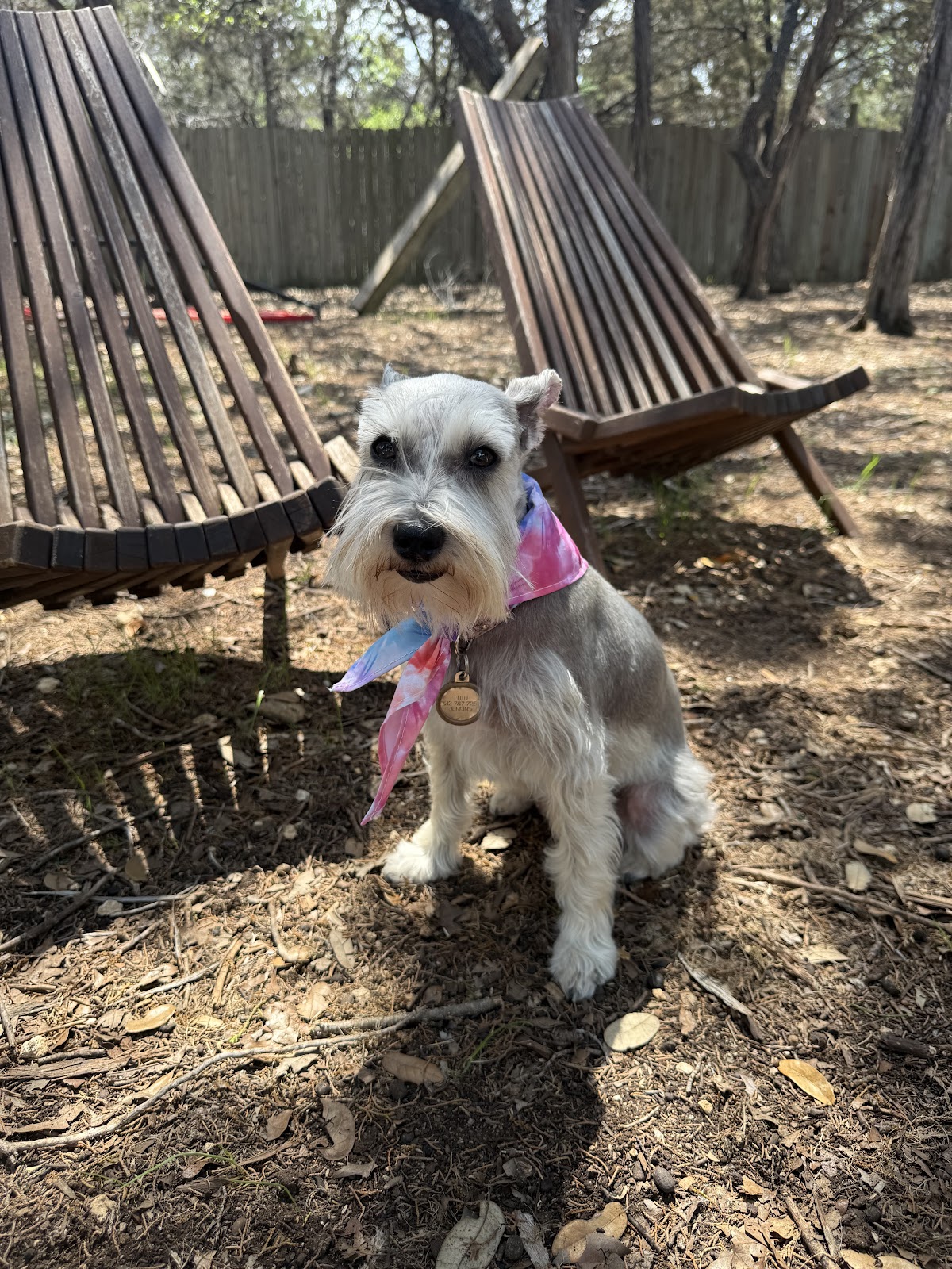 Contemporary Canine Dog Grooming